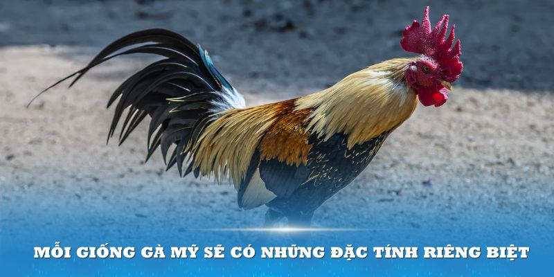 Mỗi giống gà Mỹ sẽ có những đặc tính riêng biệt 